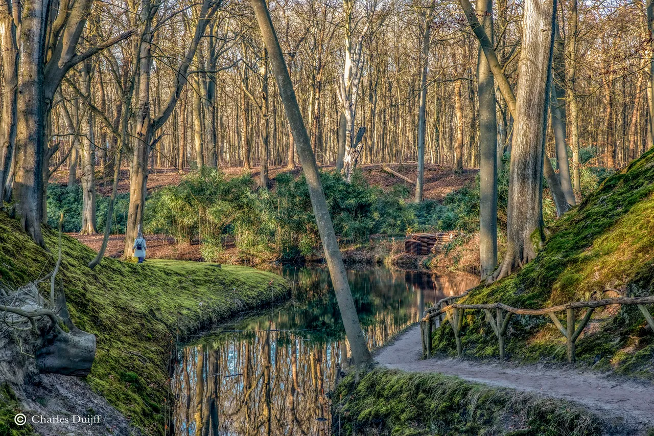 bomen in water