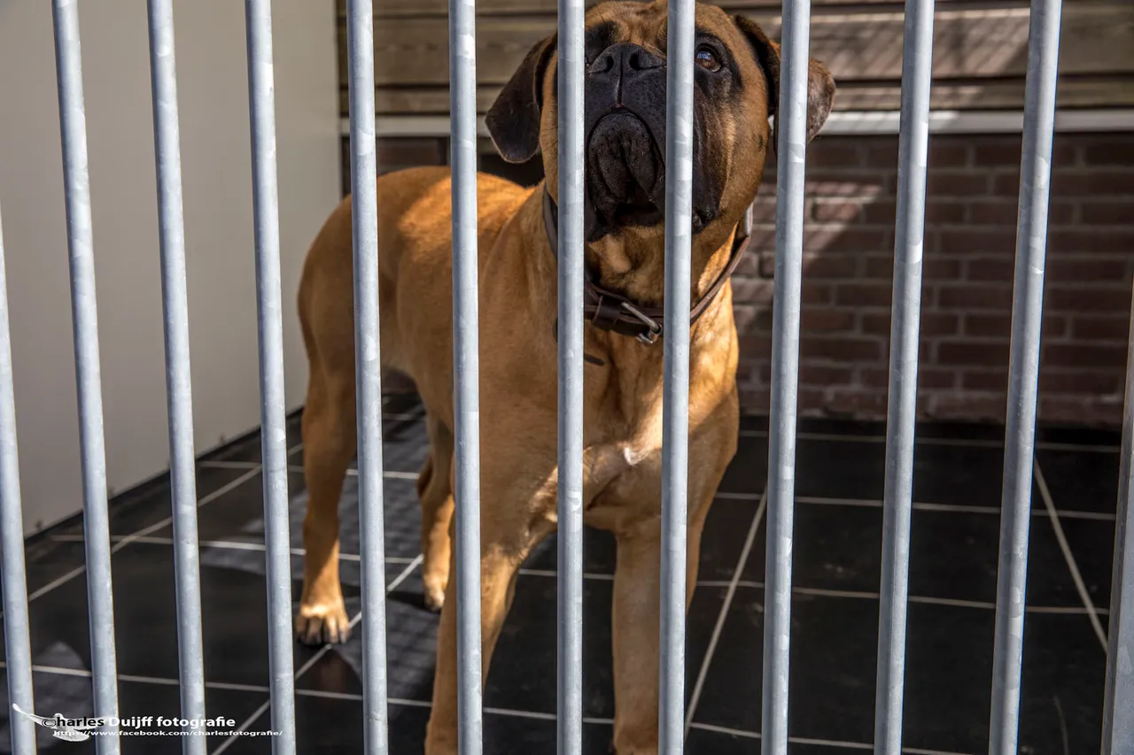 boxer