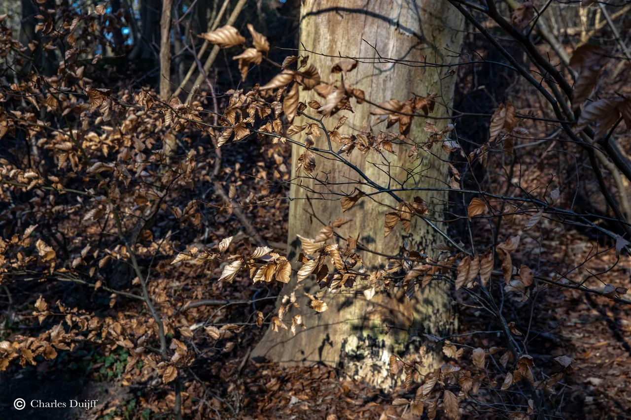brown leaves