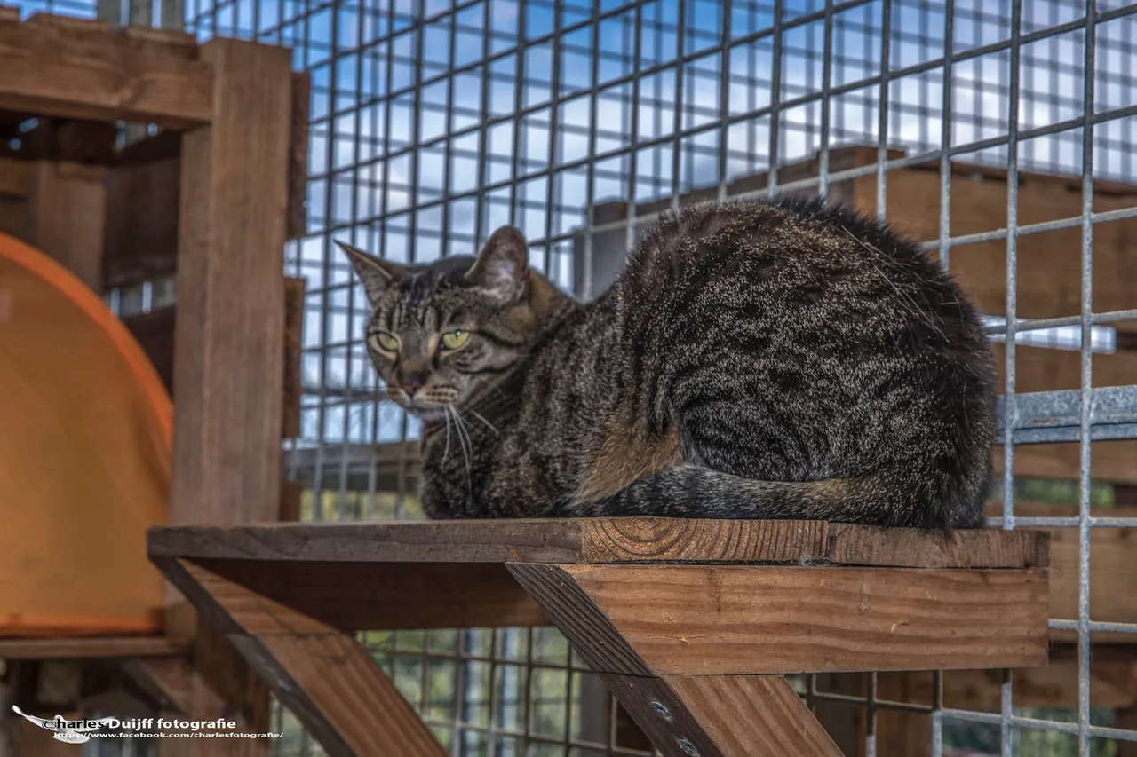cyperse kat