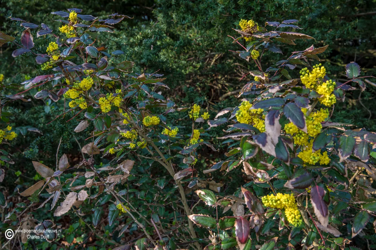 gele bloemen