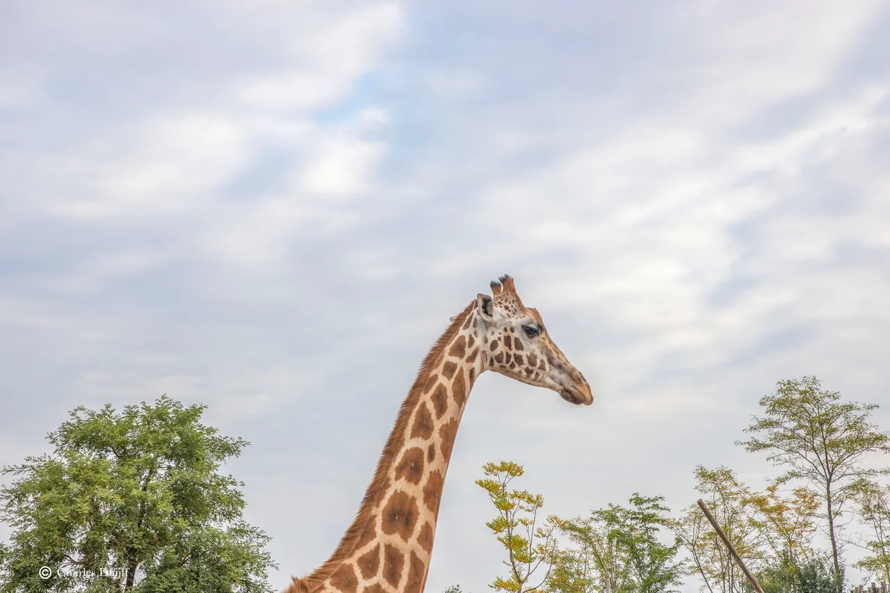 giraffe