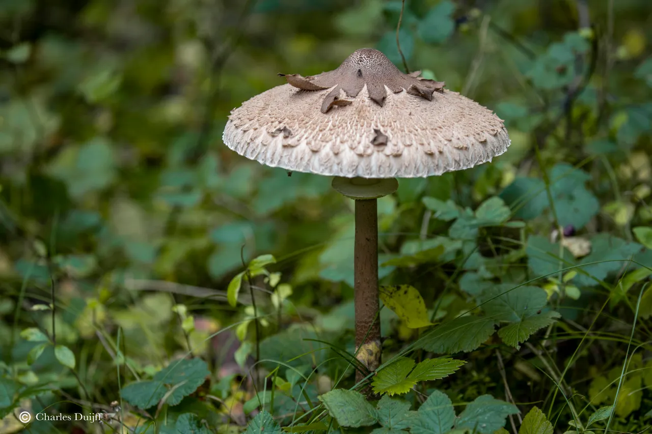 grote zwam