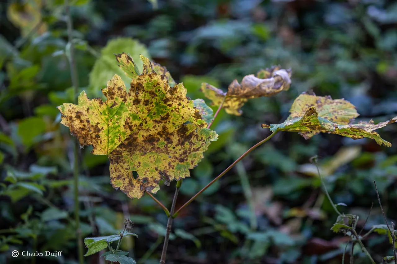 herfstblad fraai