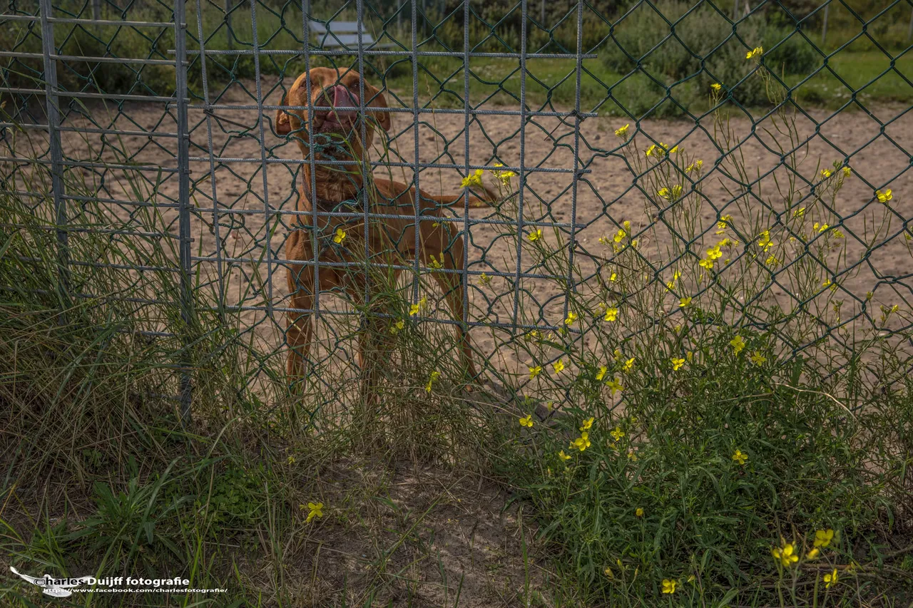hond