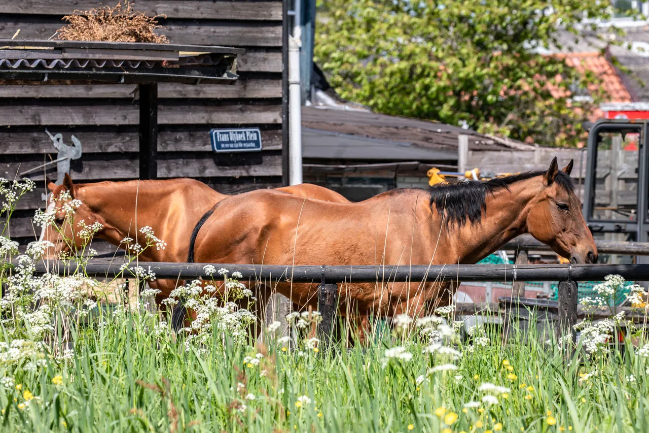 horses