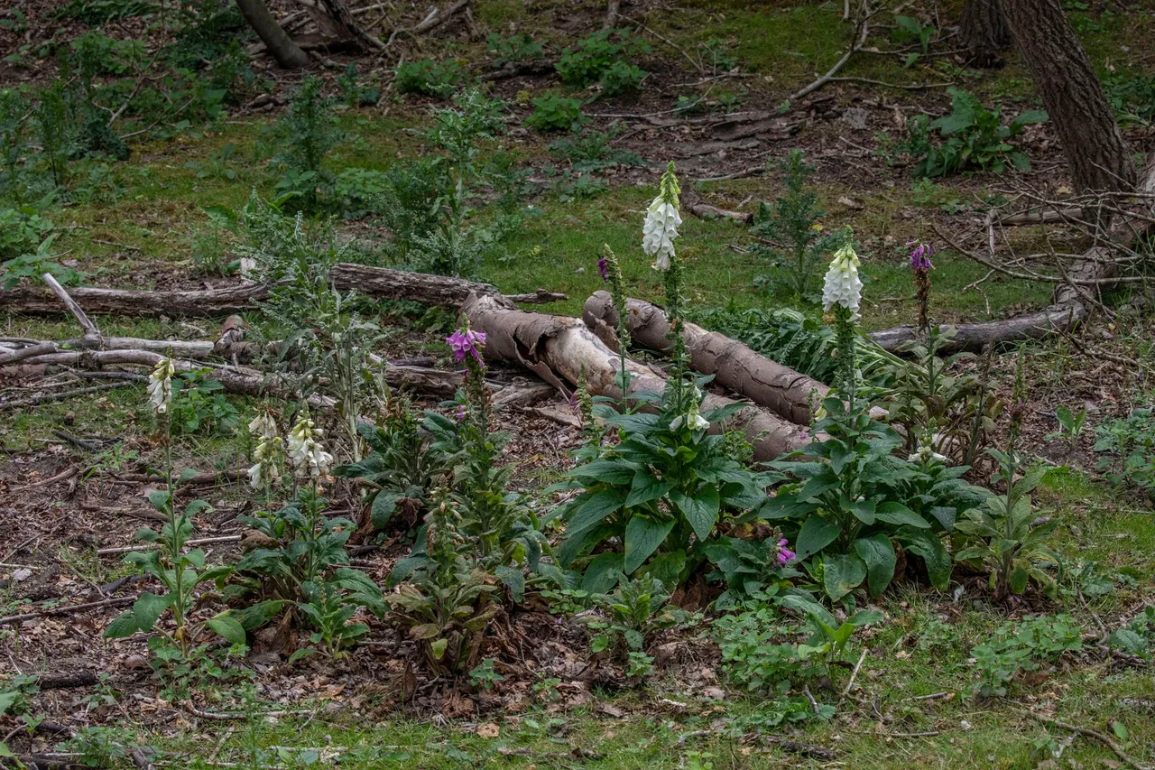 hout en bloemen