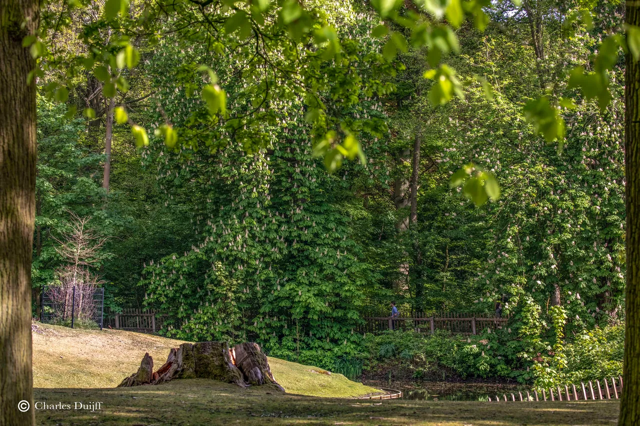 hout7jpg