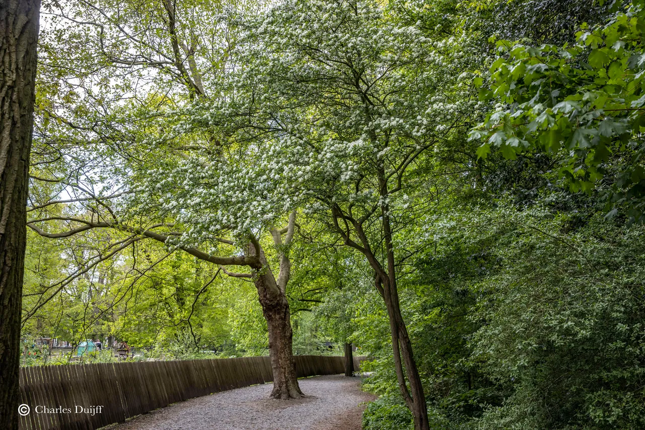 hout8