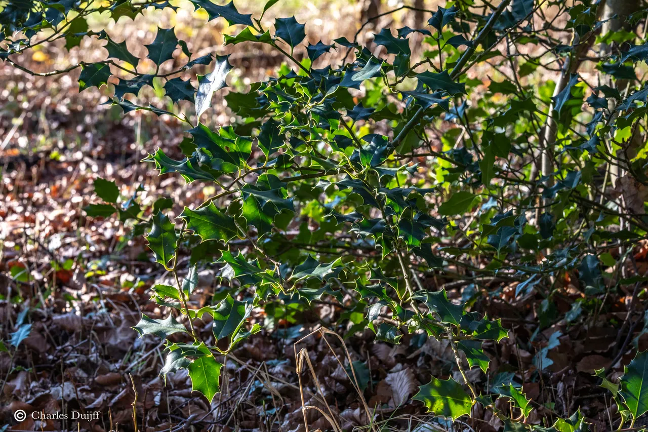 hulst in de zon