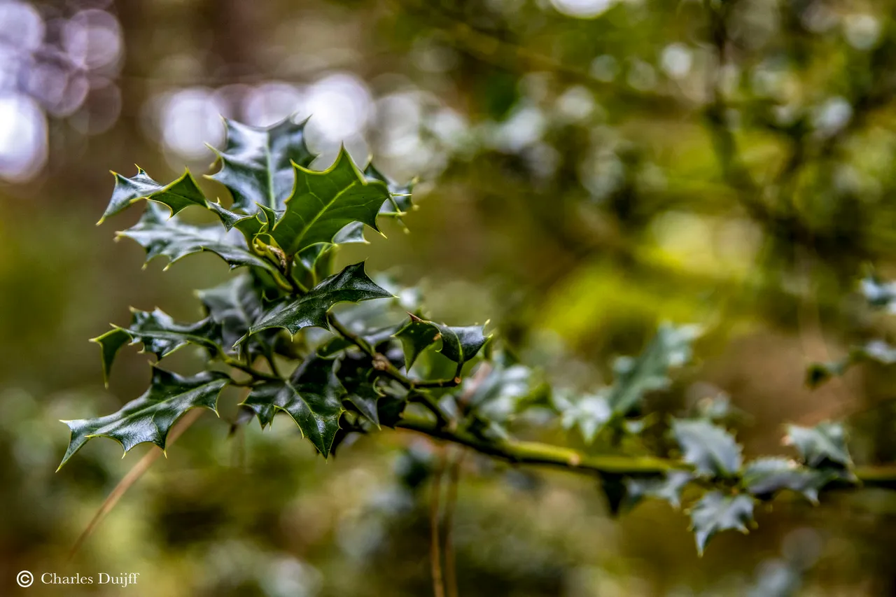 hulst
