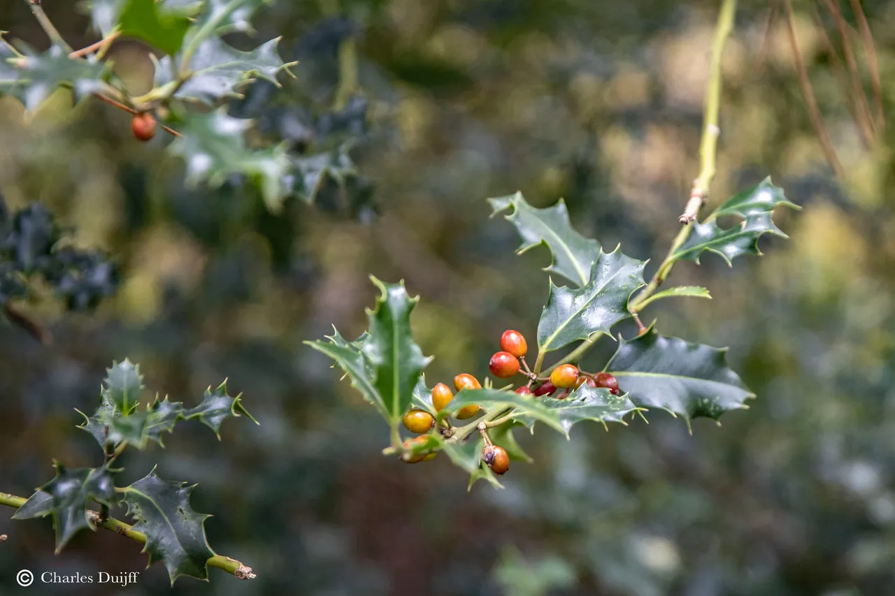 hulst2