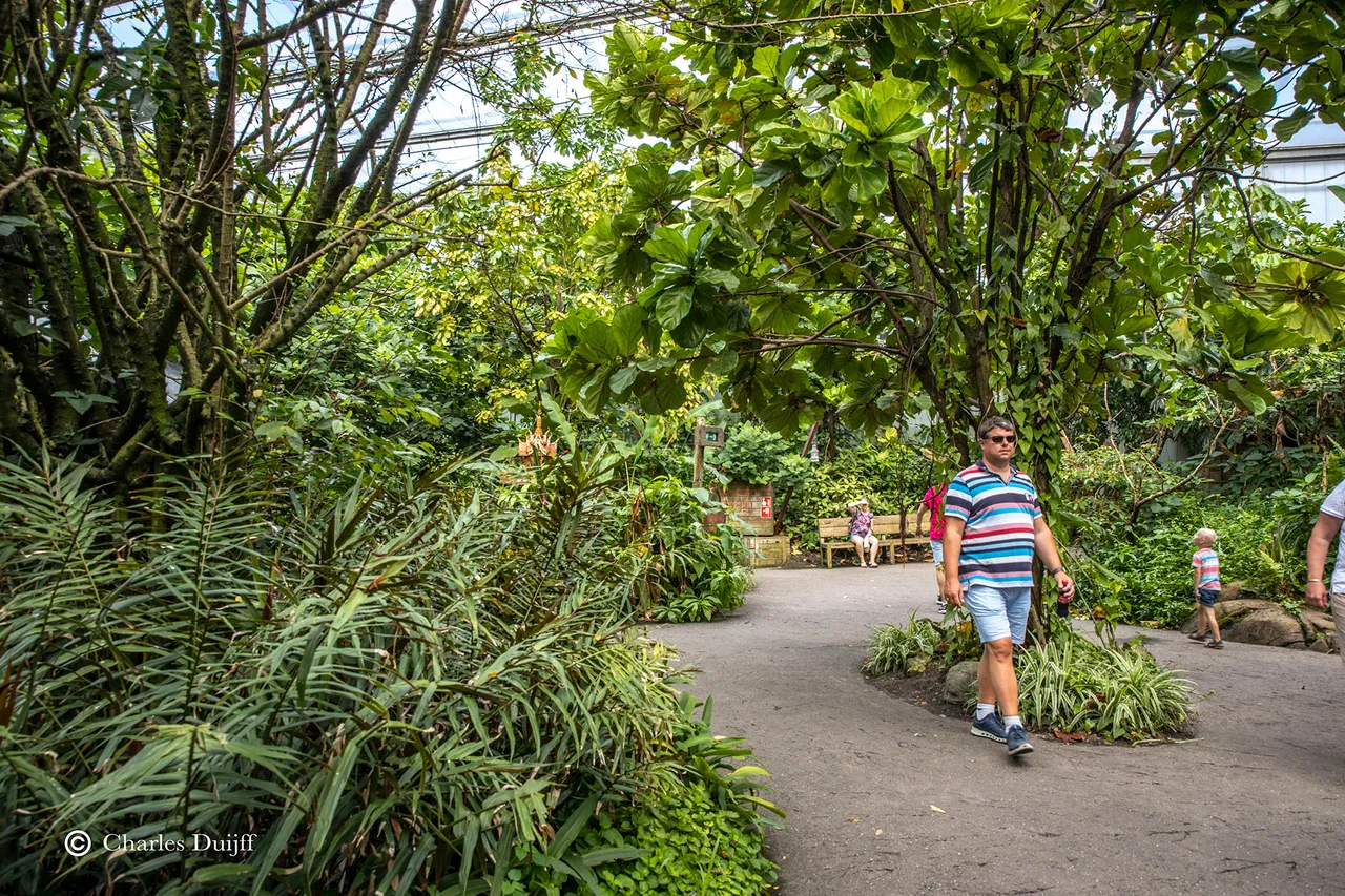 jungle mooi