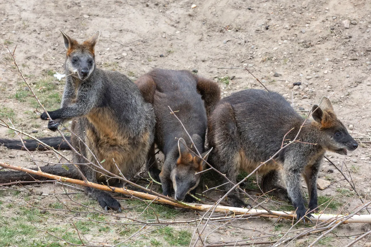 kangeroes together