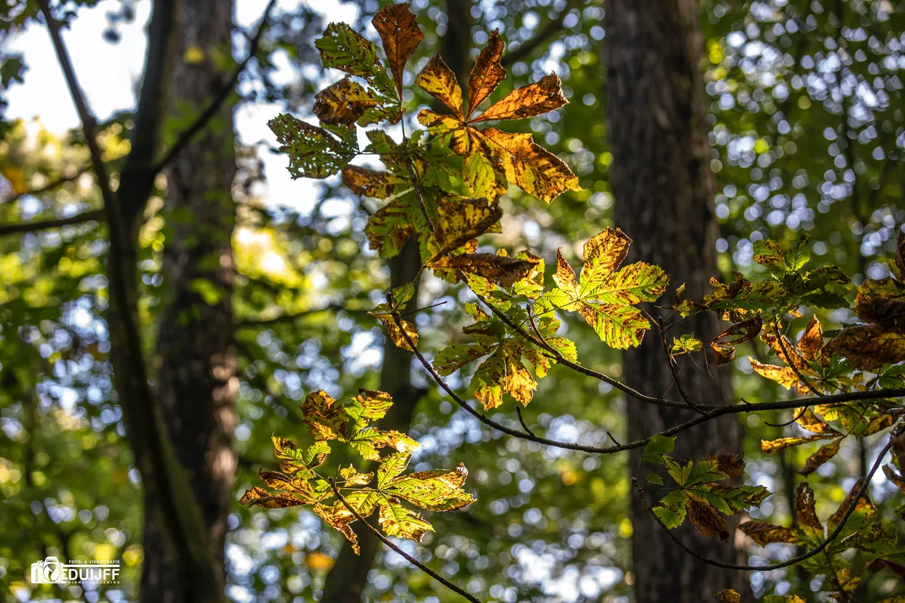 kastanje herfst