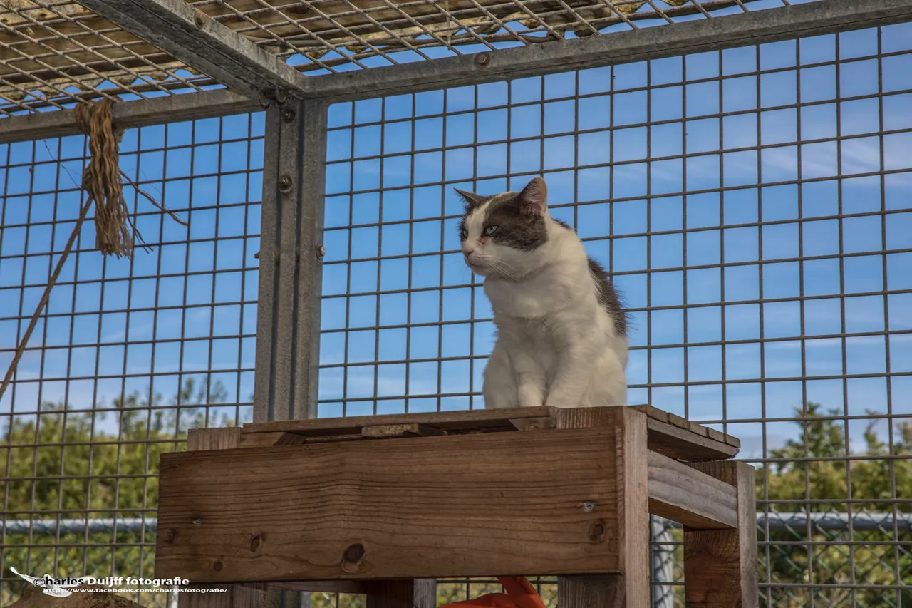kat