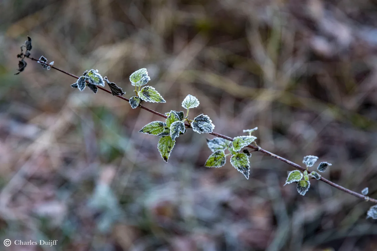 klein blad