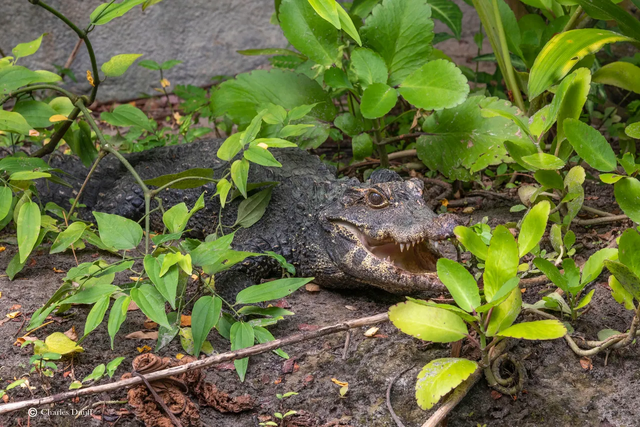 krokodil