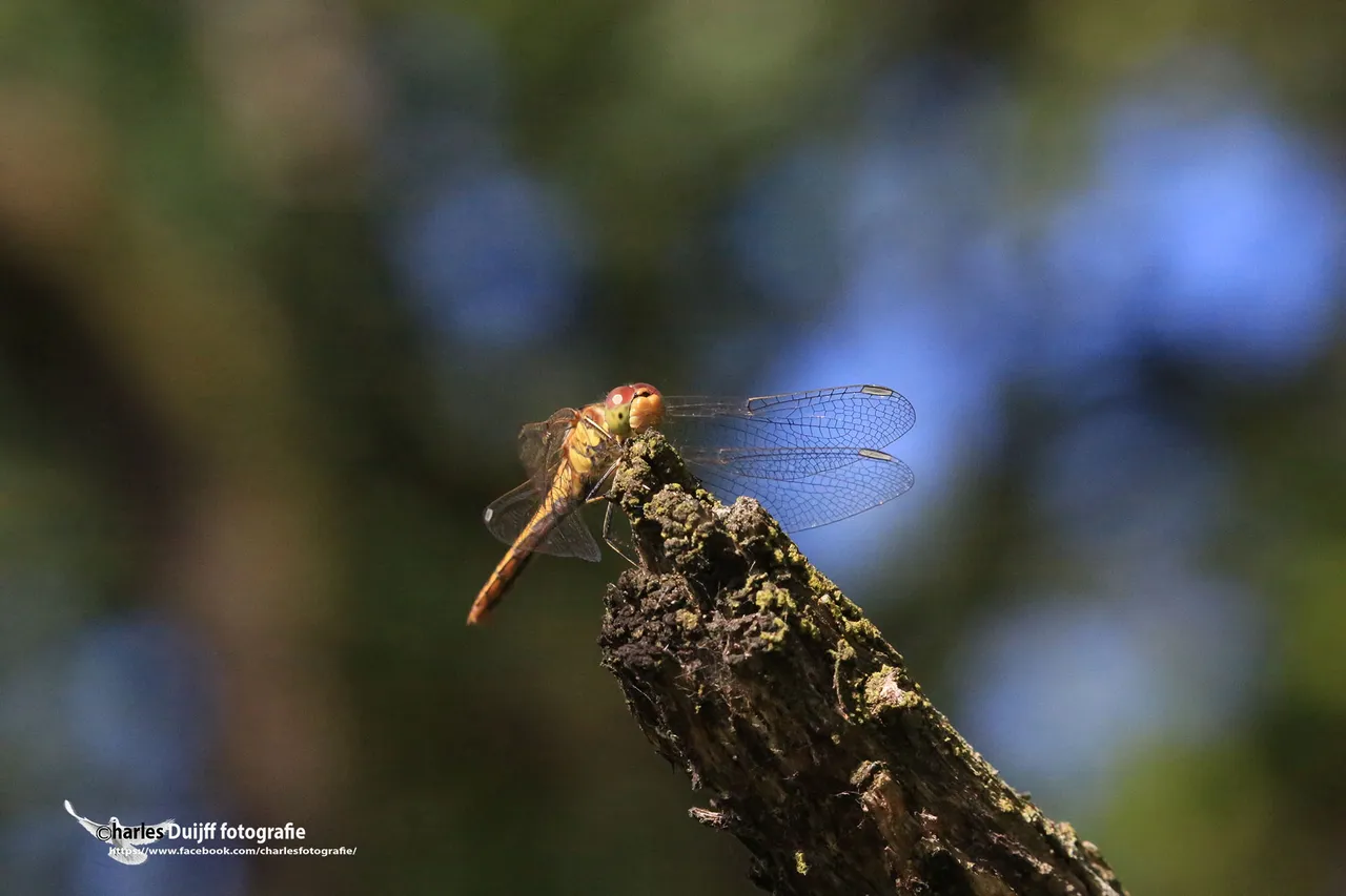 libelle
