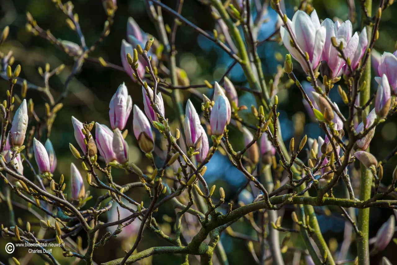 magnolia1