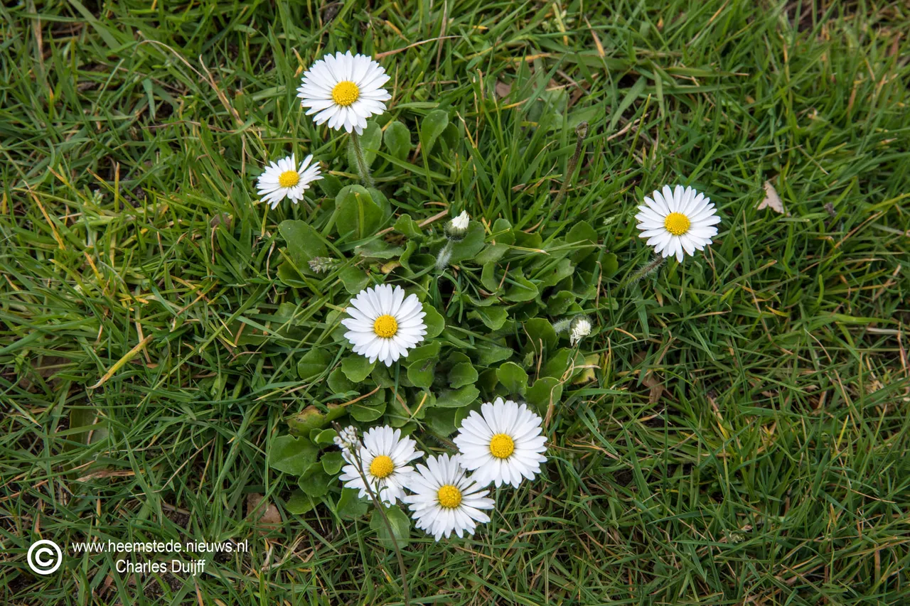 margrietjes