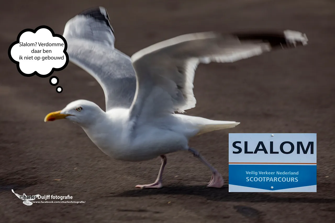 meeuw slalom k