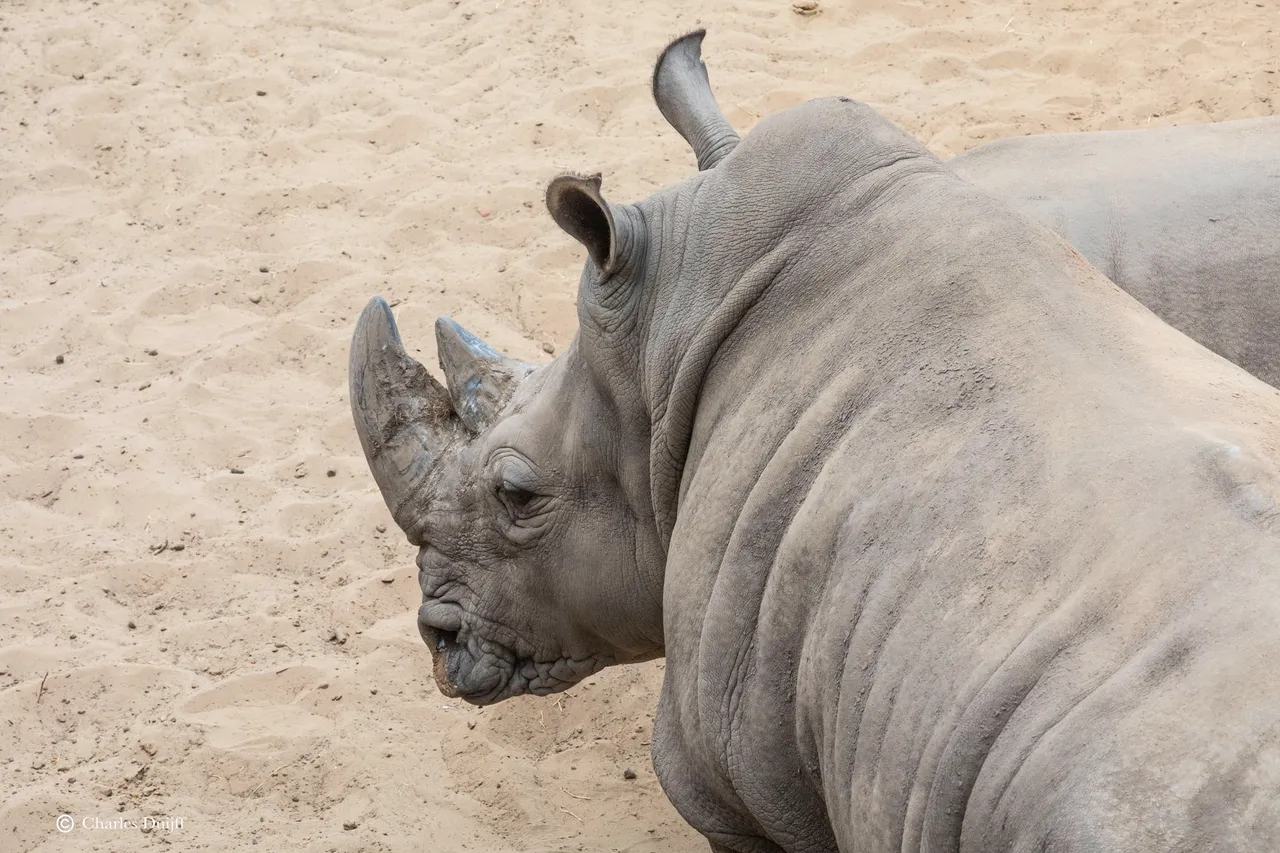 neushoorn hoofd