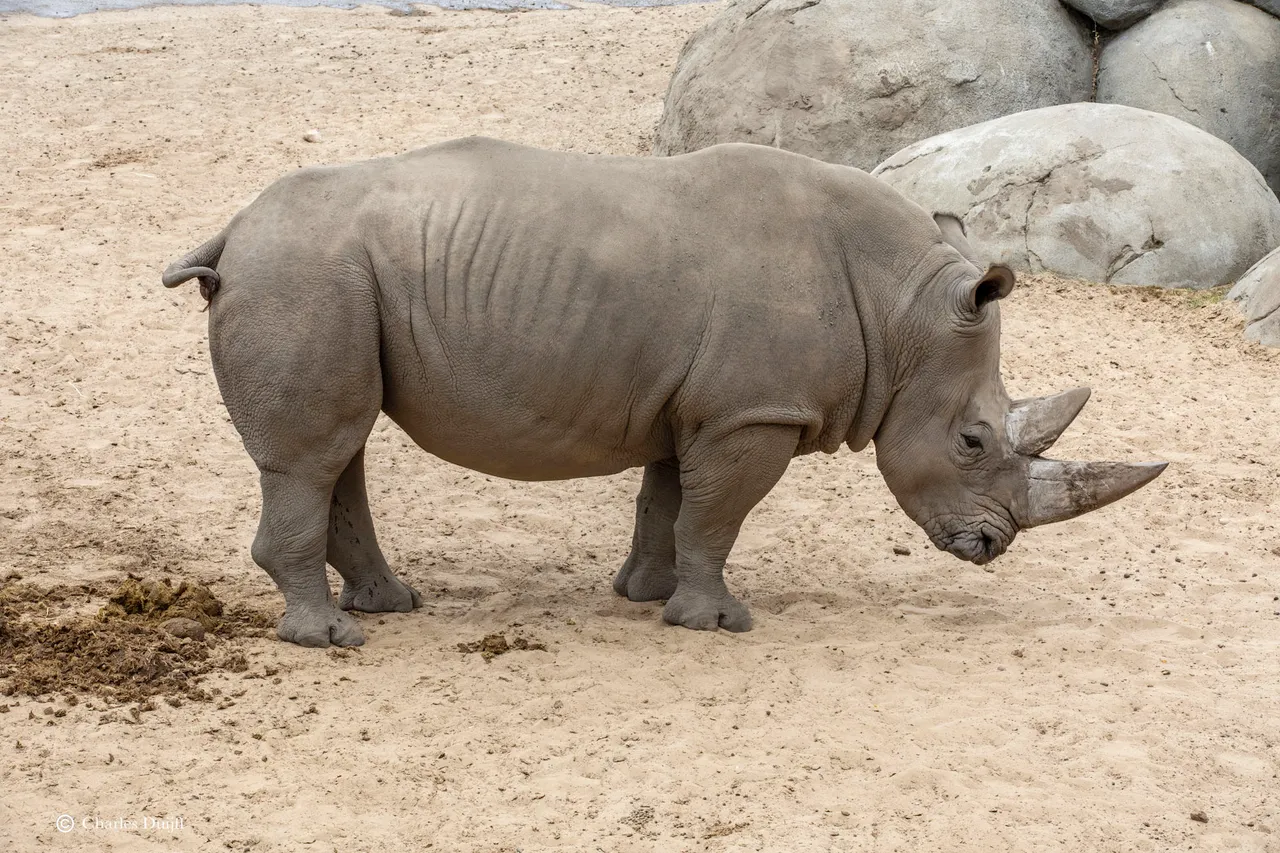 neushoorn