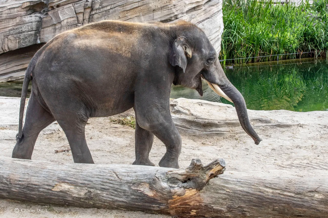 olifant