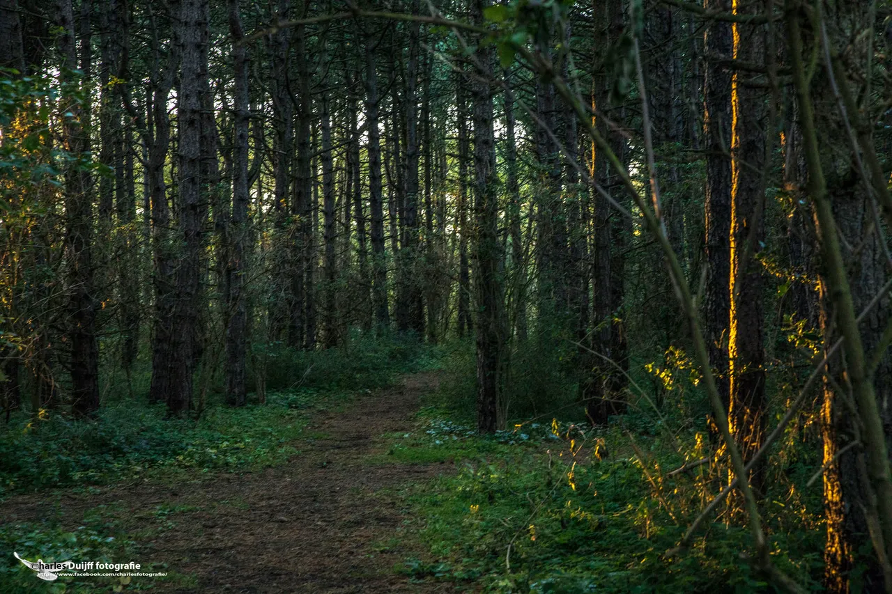 onderg zon bomen