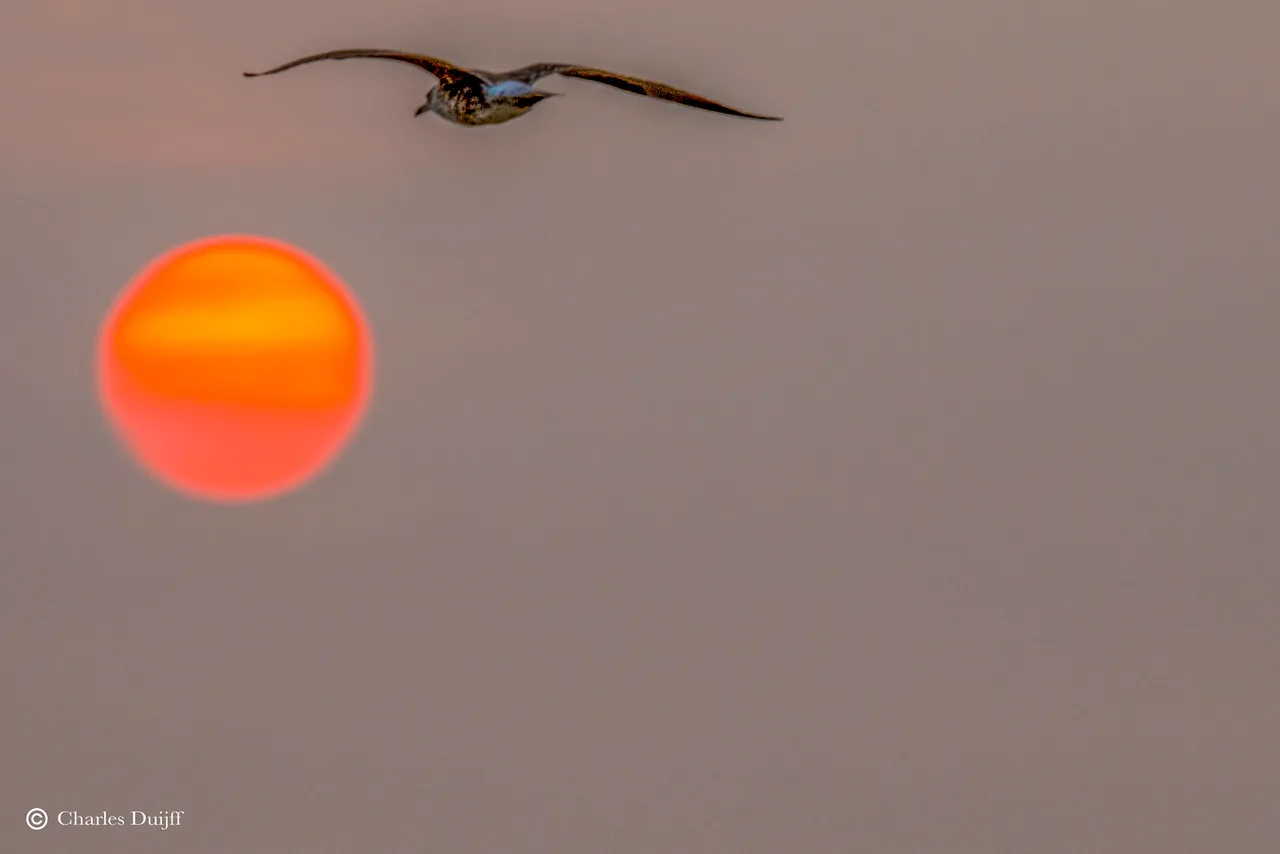 oranje zon en meeuw