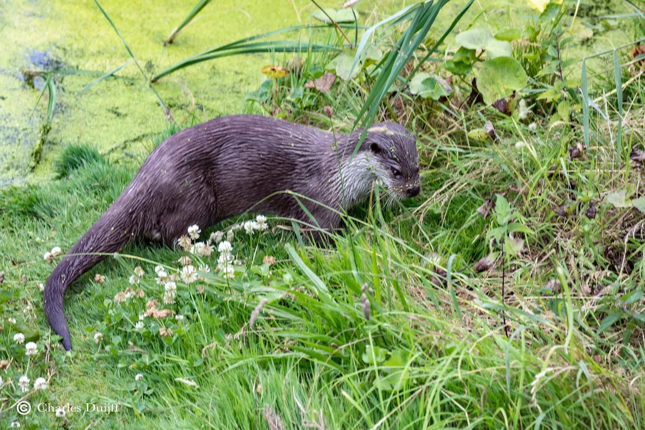otter2