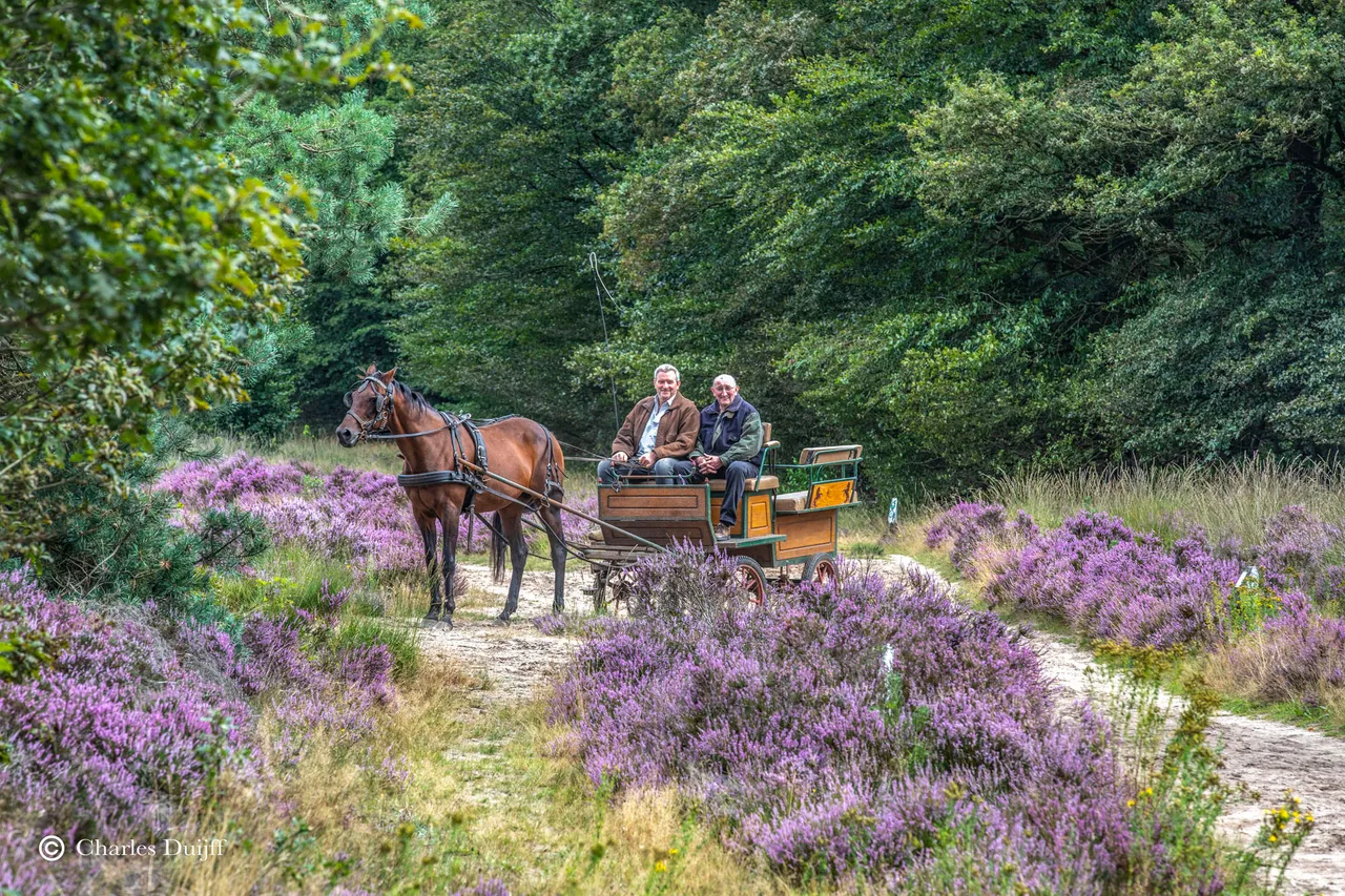 paard wagen