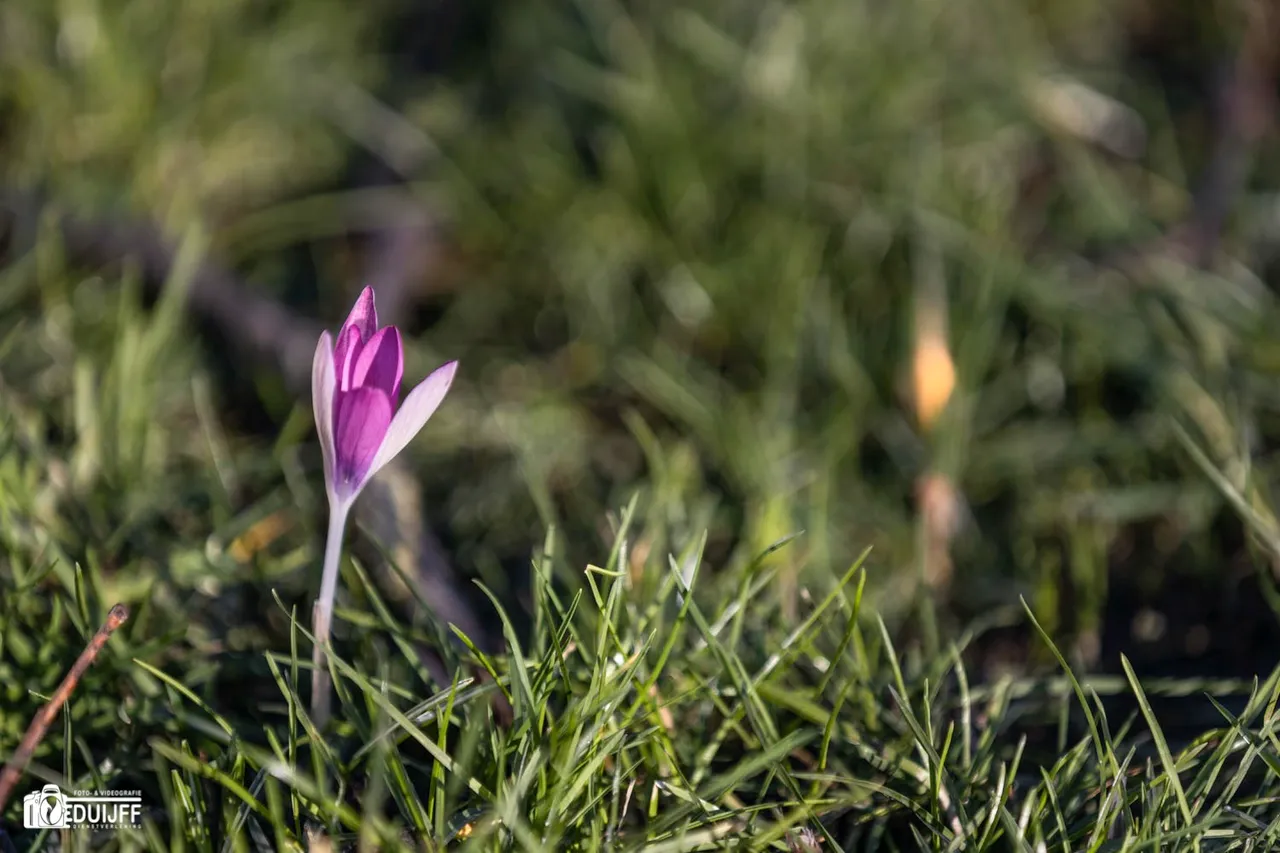 paarse krocus