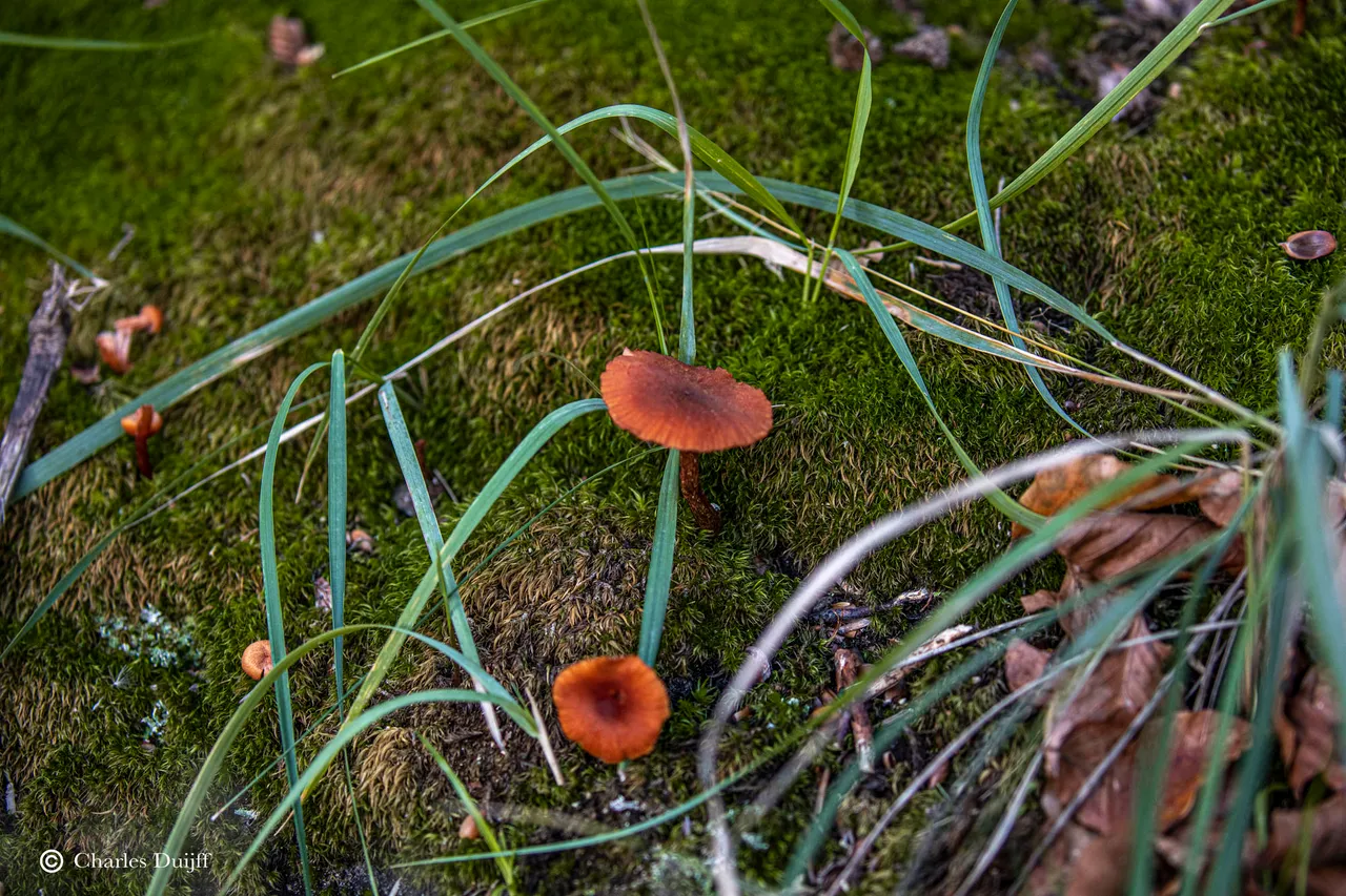 paddenstoelen1