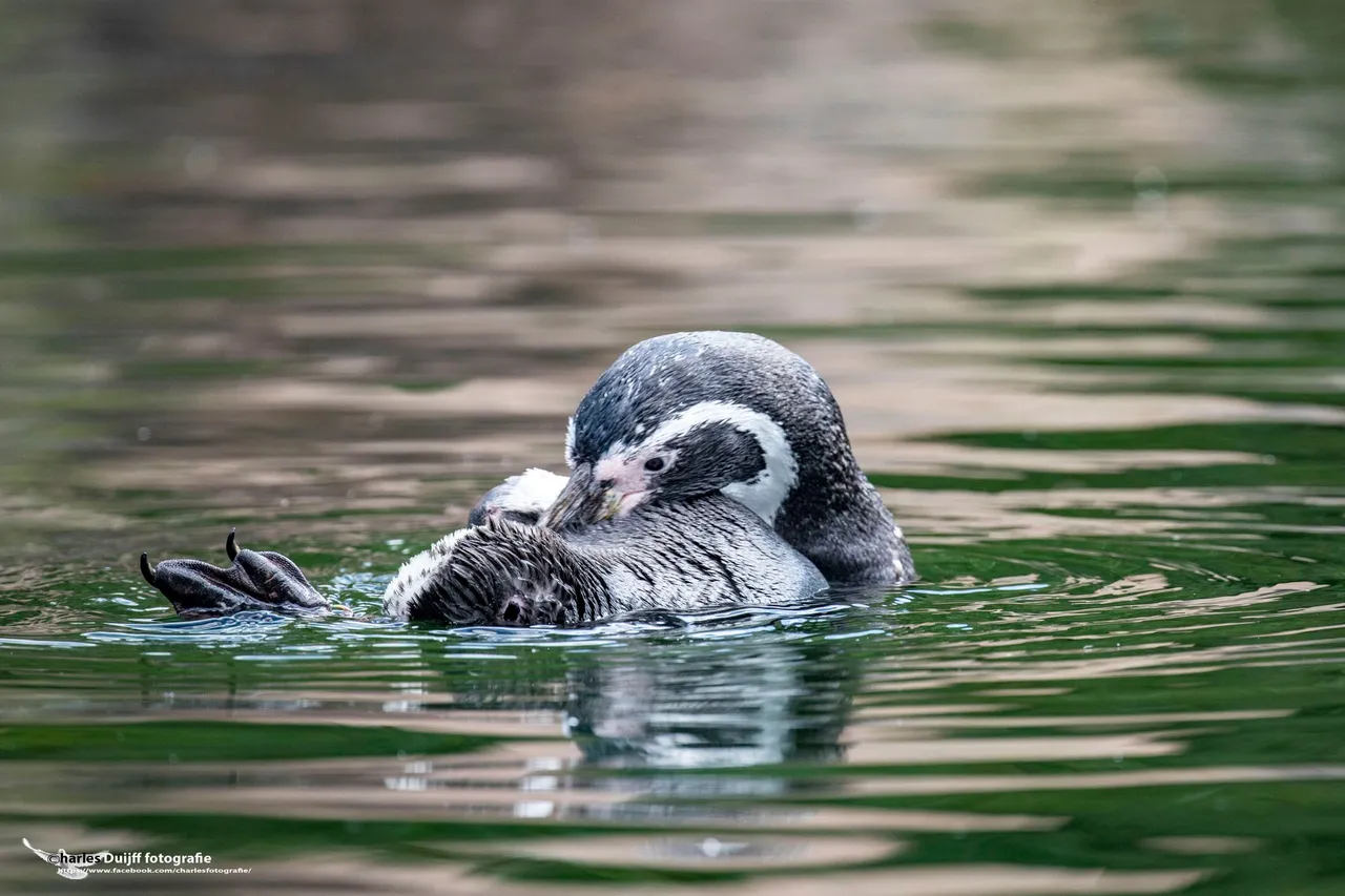 pinquin swimming