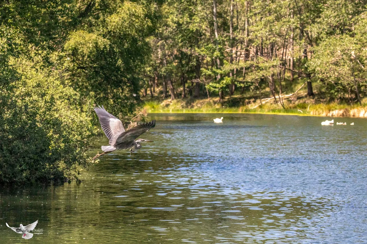 reiger2