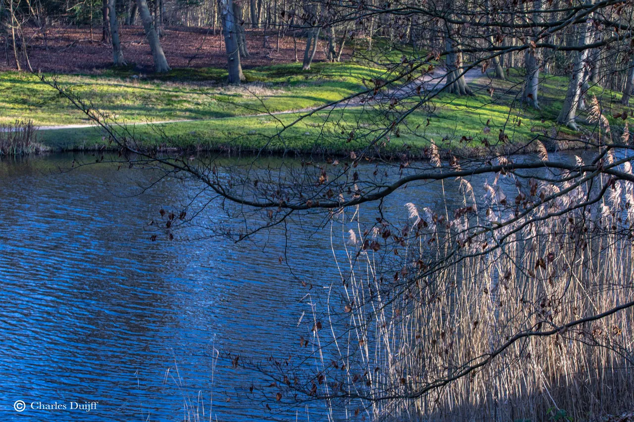 riet