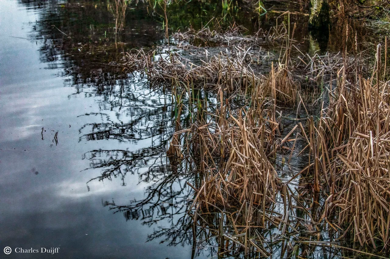 riet