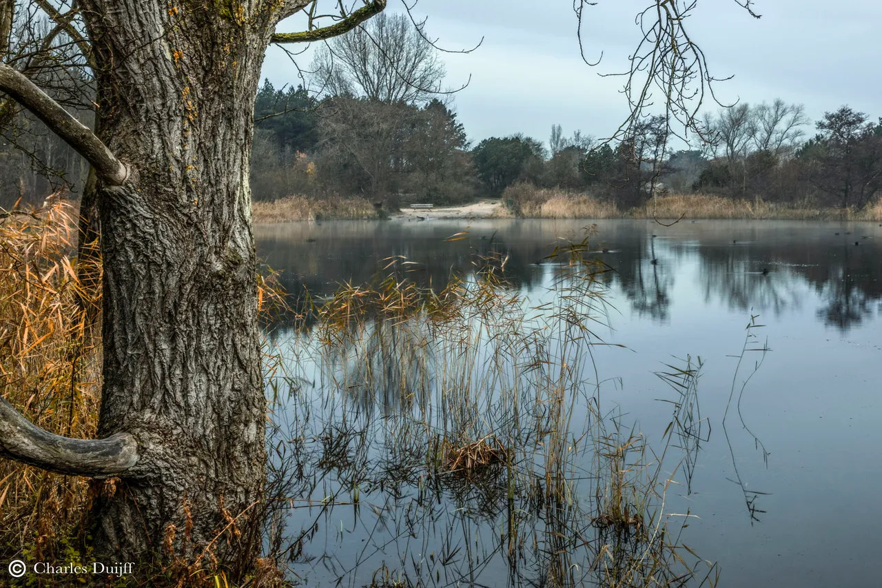 riet fraai