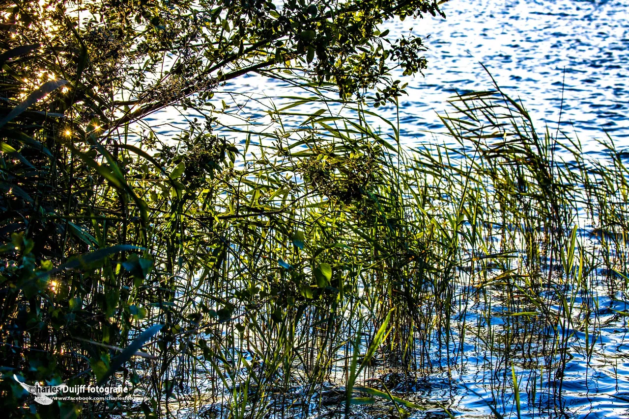 riet