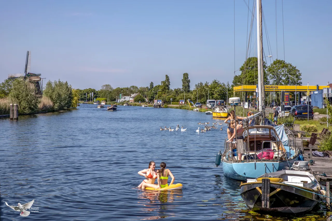 ringvaart ganzen