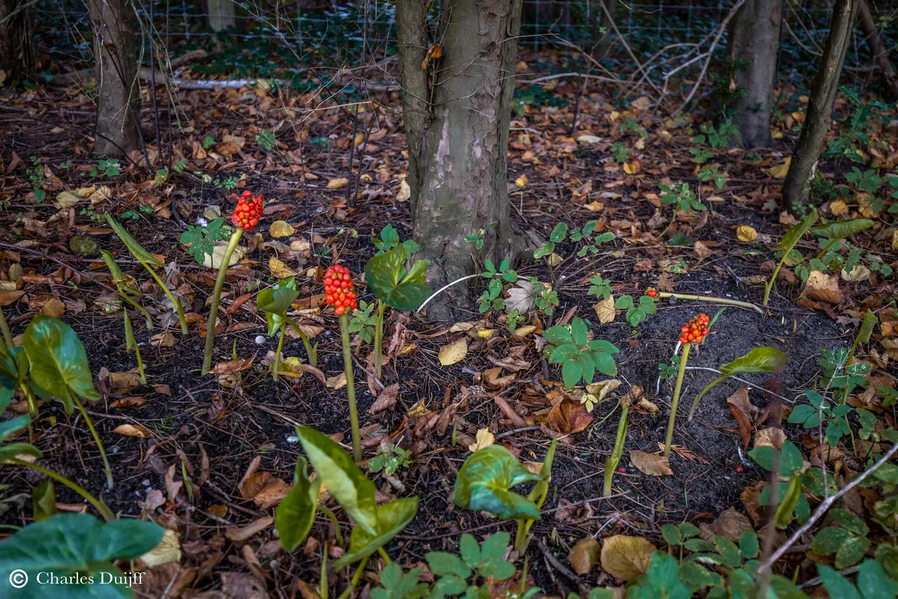 rode bloemen
