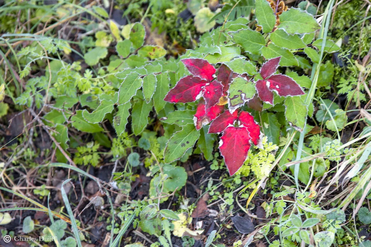 rood blad