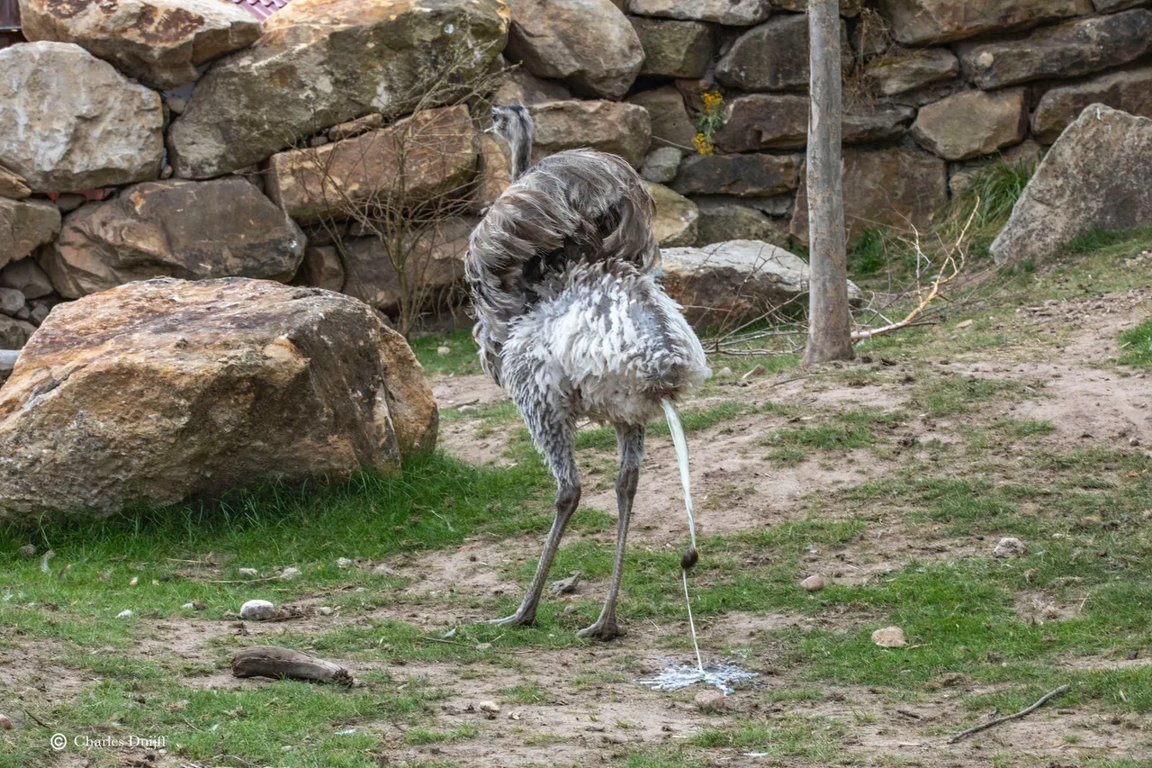 struisvogel poept