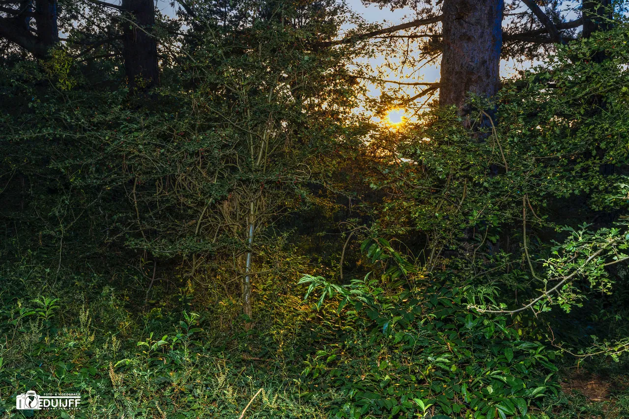 sun