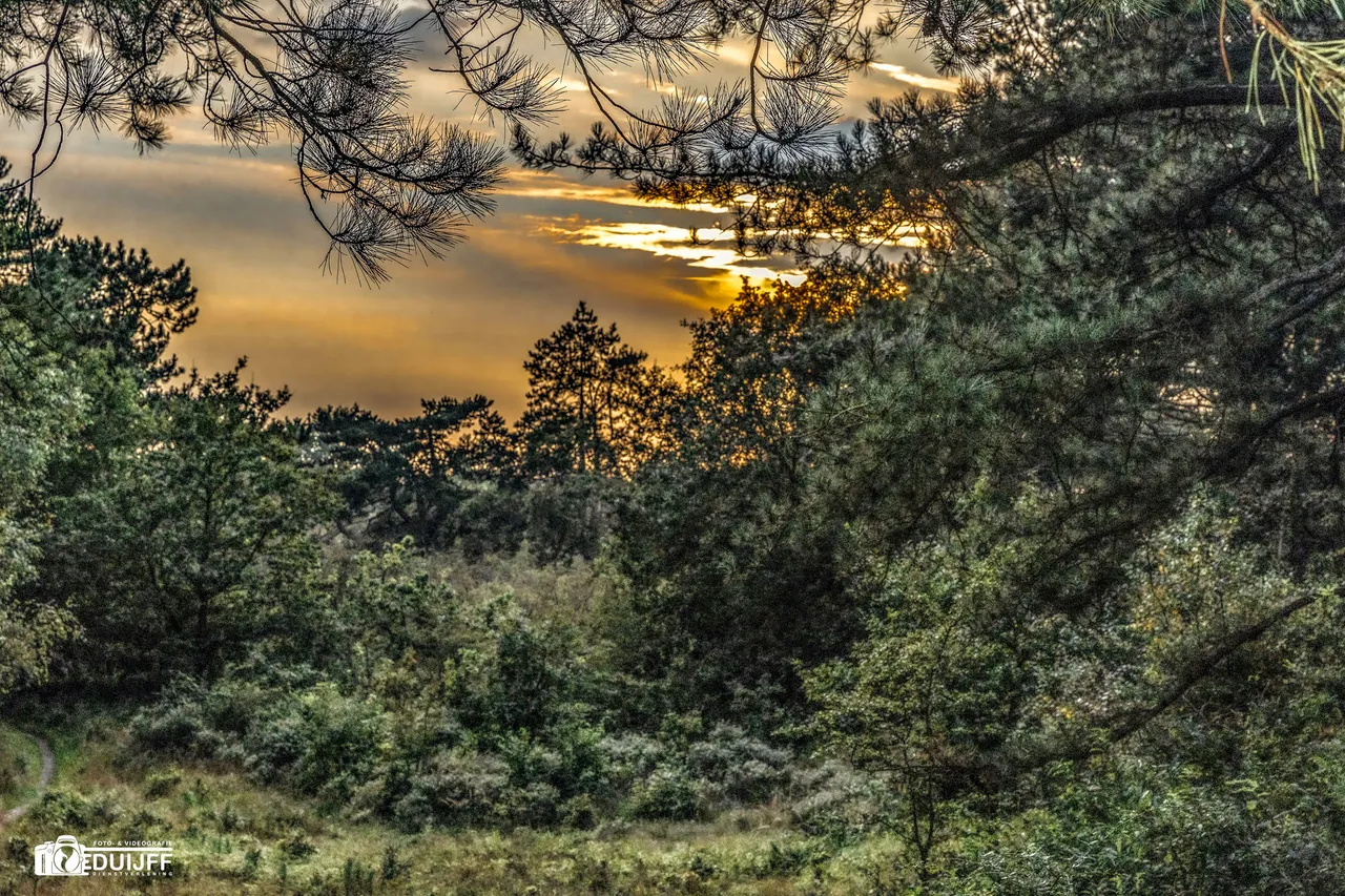 sundown woods