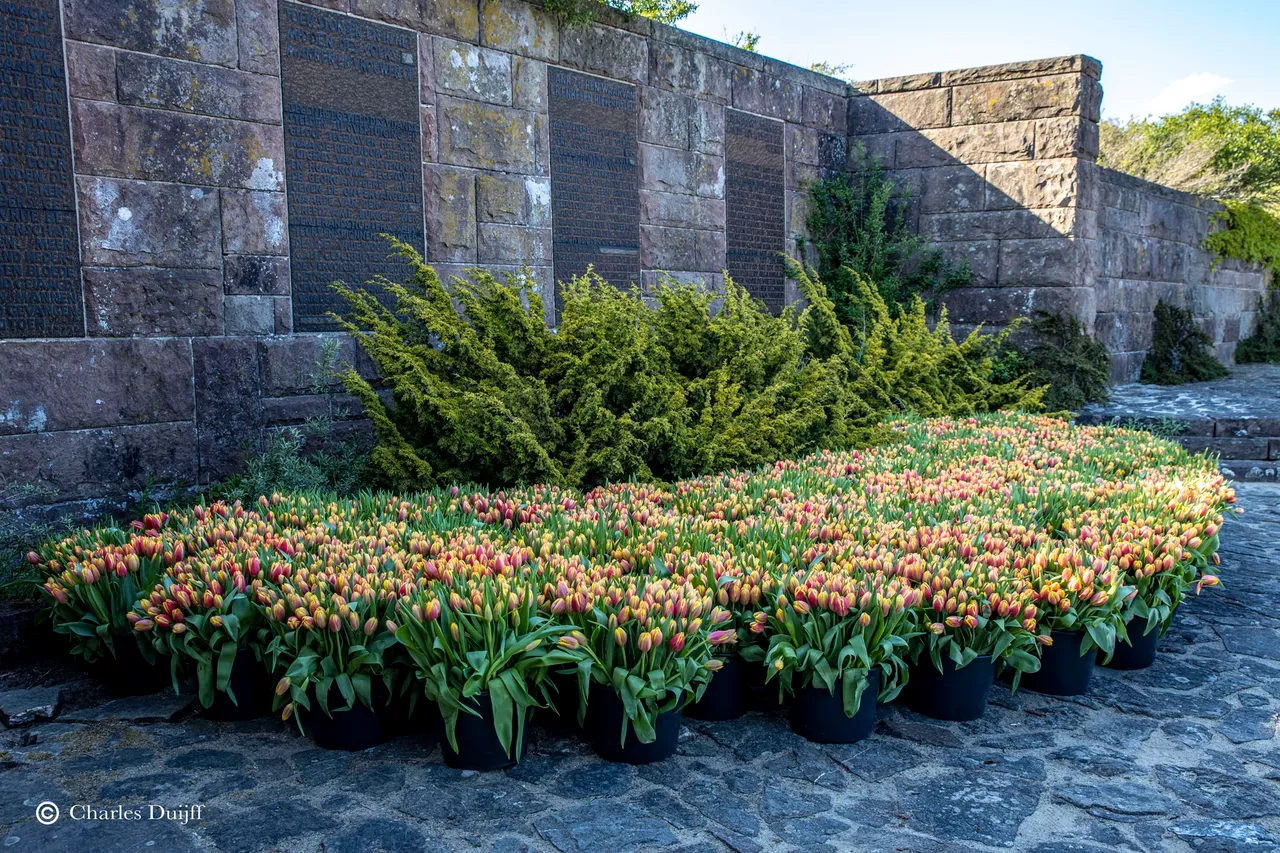 tulpen