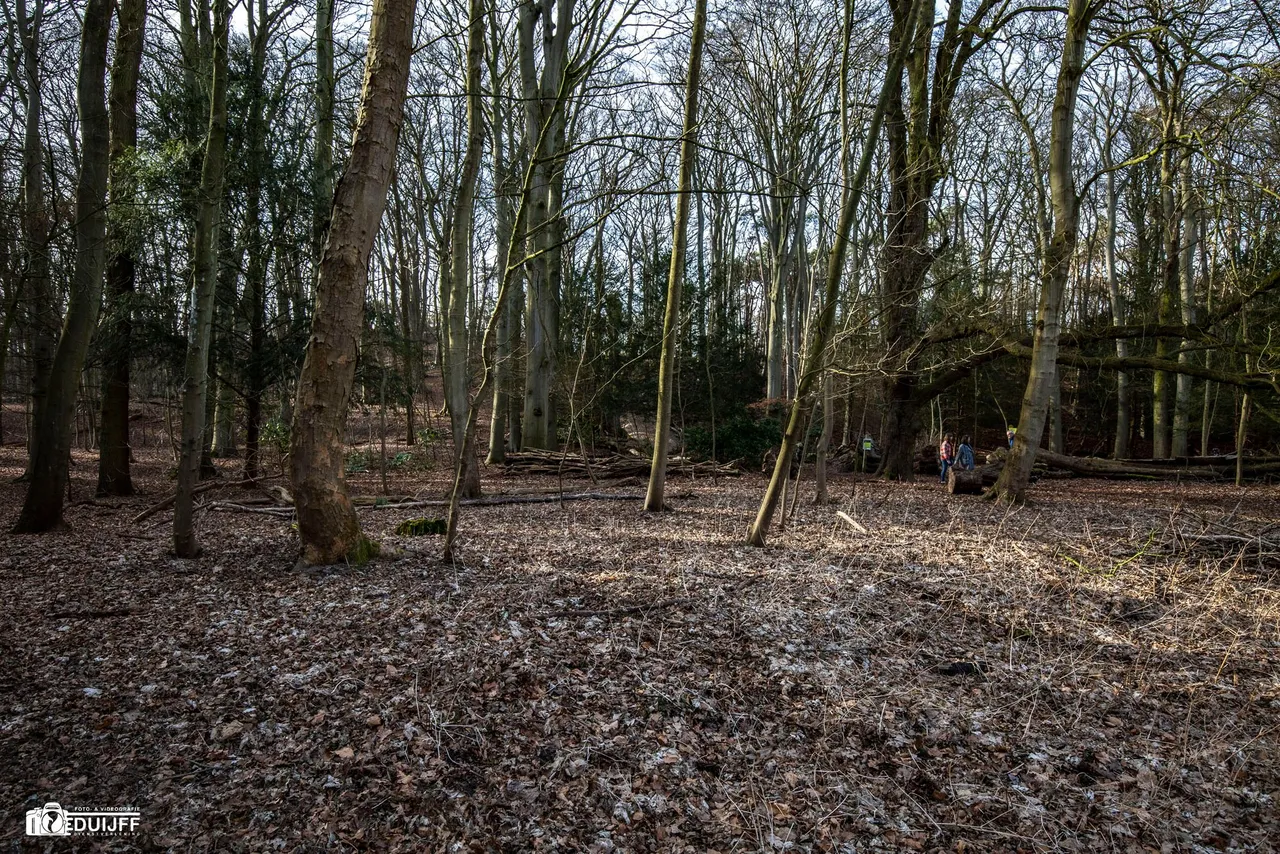 veel blad