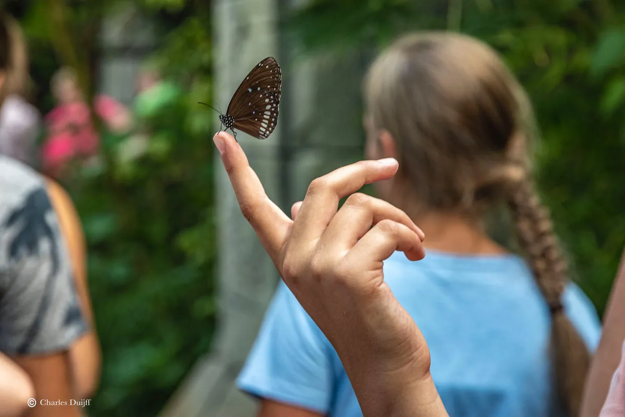 vlinder op vinger